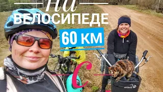 С кошкой 60 км на велосипеде! Увязалась собака! Трёхколёсный грузовой велосипед.