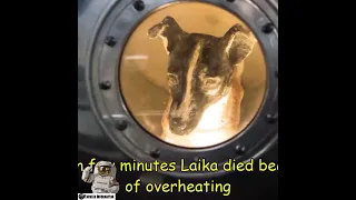 The Lika first space DOG //deth in space//#shorts #viral #space