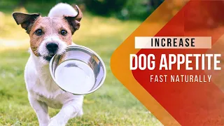Natural Appetite Stimulant For Dogs - Easy Tips To Make Your Dog Eat