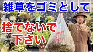 【目からウロコ】お庭の雑草を捨てずに利用する方法教えます　【カーメン君】【園芸】【ガーデニング】【初心者】【雑草退治】