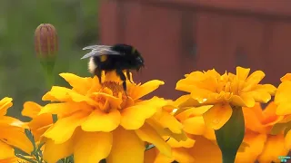 Шмель, цветы и малиновка ( а может и нет).