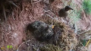 The cuckoo opened its eyes and eagerly watched as the bird ate the big bug杜鹃鸟睁开眼睛了，眼巴巴地看着小鸟吃大虫子