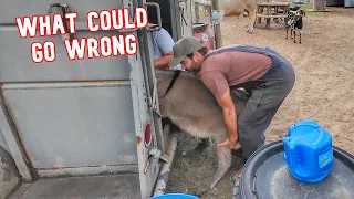 We're Moving The Animals, But Didn't Expect It To Go Like THIS!