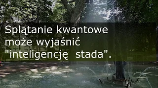 Splątanie kwantowe może wyjaśnić "inteligencję  stada".