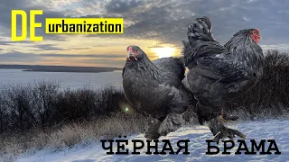 Чёрная брама. Black brahma.