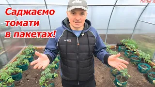 Висаджуємо томати в теплицю в пакетах- гарний спосіб для ранніх помідорів!