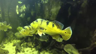 Cichla kelberi, Astronotus, Arowanas under water