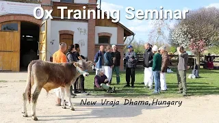 Ox Training Seminar,  Hungary Part 1