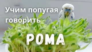 Учим попугая говорить "Рома"