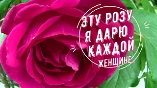 ЭТУ РОЗУ Я ДАРЮ КАЖДОЙ ЖЕНЩИНЕ КОТОРАЯ СЕЙЧАС ГРУСТИТ МУЗЫКА СЕРГЕЙ ЧЕКАЛИН