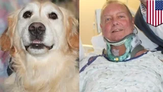 Hero golden retriever: Injured owner saved from freezing to death on NYE by loyal dog - TomoNews