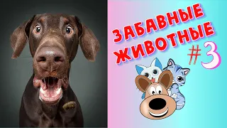 Я РЖАЛ ЦЕЛЫЙ ЧАС / СМЕШНЫЕ ЖИВОТНЫЕ / ТЕСТ НА ПСИХИКУ/ ПОПРОБУЙ НЕ ЗАСМЕЯТЬСЯ / ЛУЧШИЕ ПРИКОЛЫ #3