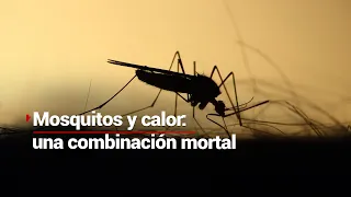 Mosquitos y calor podrían ser una combinación mortal para México