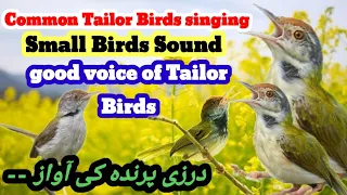 Common Tailor birds singing/ small birds of sound /good voice of Tailor birds /درزی پرندہ کی آواز