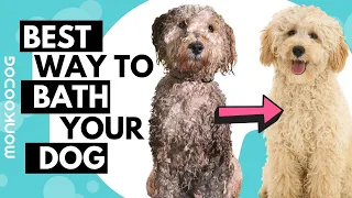HOW to give a dog/puppy bath like a PROFESSIONAL at home. DOG grooming tips!
