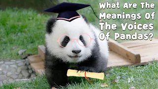 What Are The Meanings Of The Voices Of Pandas？| iPanda