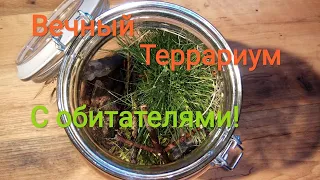 Создание вечного террариума! С обитателями!