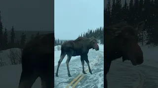 Moose on the Loose || ViralHog