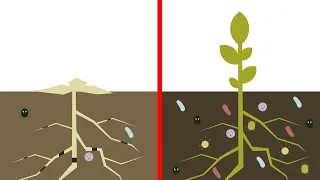 Sostanza organica del suolo - Informazioni pratiche