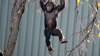 Dallas Zoo's Young Chimp Makes Impressive Tree Climb