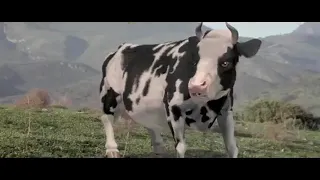 La vaca kunfu