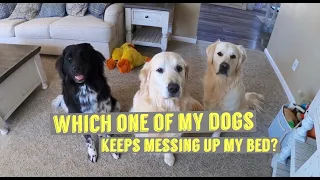 Which One Of My Dogs Keeps Messing Up My Bed | Watch To Find Out