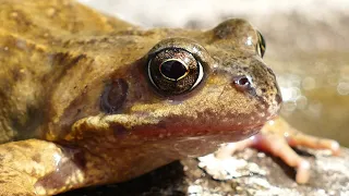 Звук квакающей лягушки / the sound of a croaking frog - ГЗ