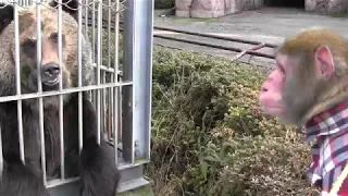 檻越しに熊と猿が完全に会話している。。