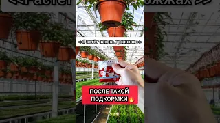 ЦВЕТЫ РАСТУТ КАК НА ДРОЖЖАХ #советы  #удобрение #огород  #домашниерастения  #подкормка