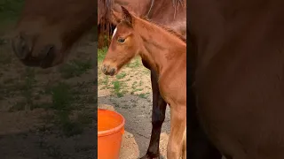 This Foal Changed Colors! #shorts #babyhorse #foal #horse #horselife #horselover