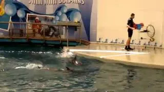 дельфинарий аквапарка Троя в Белеке
