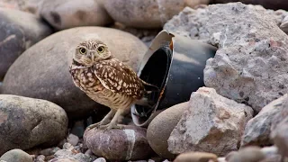 Burrowing Owls: Building Habitat in Phoenix, AZ