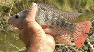 الترعة دي شديده والسمكه فيها عنيده صيد السمك في كفر الشيخ