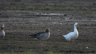 Domestic geese together with greylag geese