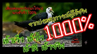 #เสียงต่อนกกวัก(นกไก่นา)นกเข้าเร็ว1000%