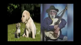 A intriga do cachorro com o gato   José Pacheco   canta Lucas Evangelista