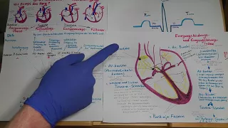 EKG, Erregungsbildung & -leitung, Herzmechanik Verstehen für Rettungssanitäter