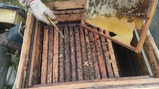 Пчеловодство. Сила летних отводков и роёв идущих в зиму. Сборка гнёзд, подготовка к зимовке пчёл.