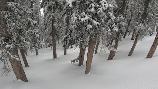 Powder Trees | Arizona Snowbowl February 2, 2024