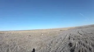 Pheasant Hunting with English Pointers