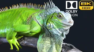 [ 8K HDR Dolby Vision ] Collection of Close Up Black Macro Close Up Footage