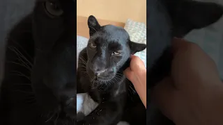 The panther's ear itched❤️