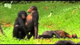 Суть женской логики обезьяны