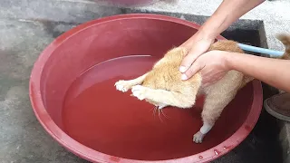 길고양이 생애 첫 목욕(無편집)