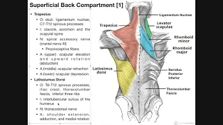 Superficial Back Muscles | Origins, Insertions, Actions, Etc