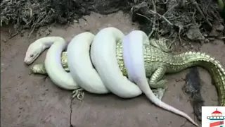 Deadly Fighting Anaconda vs Crocodile #snake #crocodile