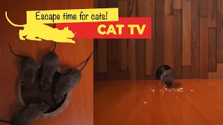 Cat TV - Mice in The Jerry Mouse Hole 🐀 (10 HOURS ) Videos for Cats