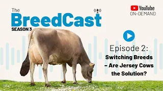 The BreedCast S3 E2: Switching Breed to Jersey