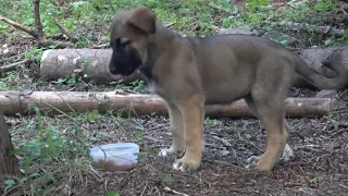 The growth of my puppy to a big dog in 6 months.The beautiful moments of bushcraft girl Bonny 😊