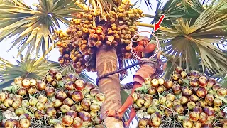 Fresh Toddy Palm (Nungu) Fruits cutting from Tree | Taadi Munjulu Summer Special Jelly